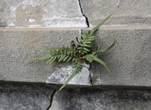 Plant_cracked_concrete2